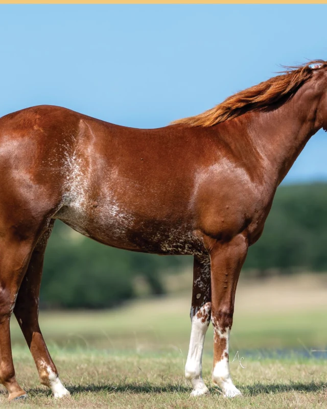 Bail Money, a 2025 filly, standing for a sale photograph.