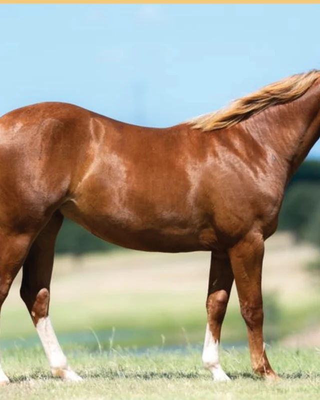 Boonin In Style, a 2025 filly, standing for a sale photograph.