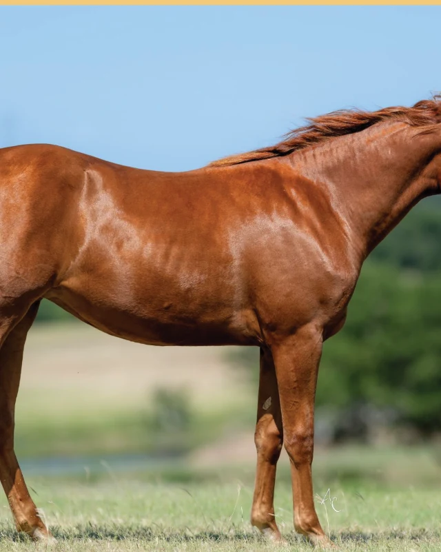Casanovas Game, a 2025 filly, standing for a sale photograph.