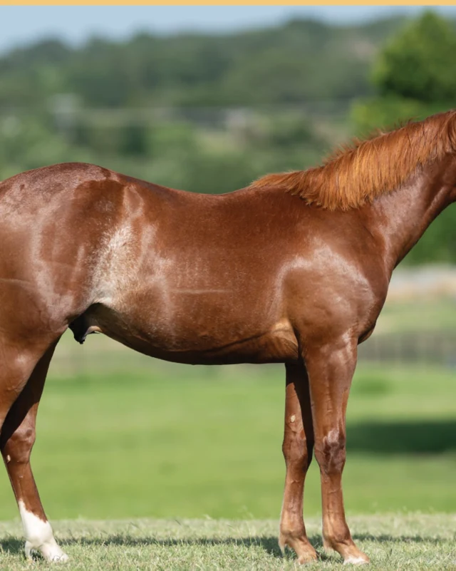 Cd Smooth Operator, a 2025 colt, standing for a sale photograph.