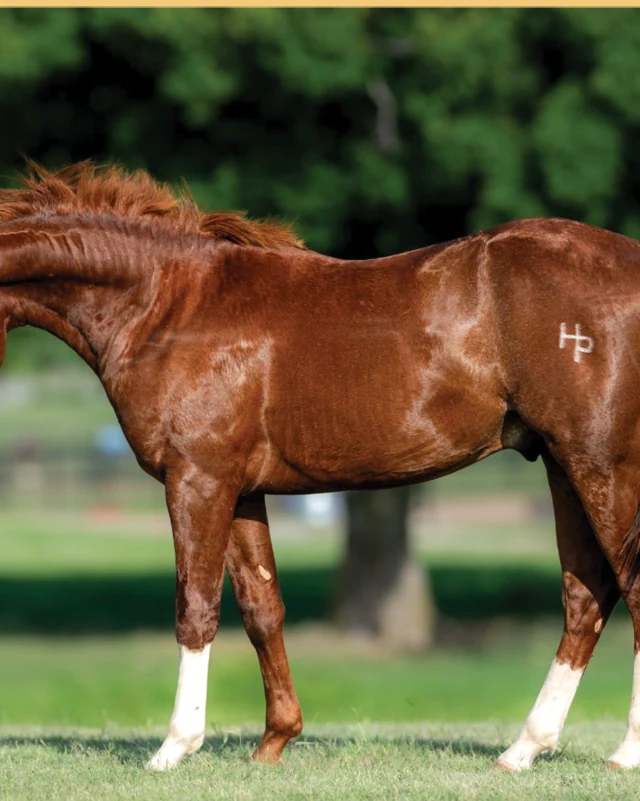 Cest Si Bon, a 2025 colt, standing for a sale photograph.
