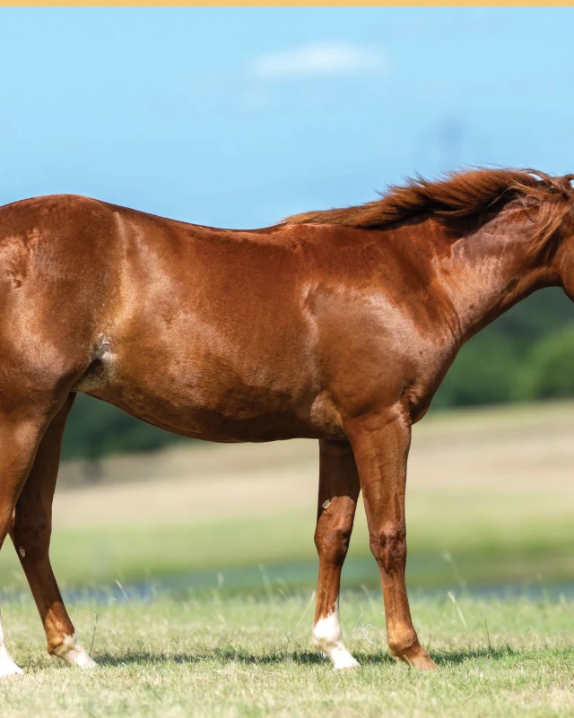 Dual Elegance, a 2025 filly, standing for a sale photograph.