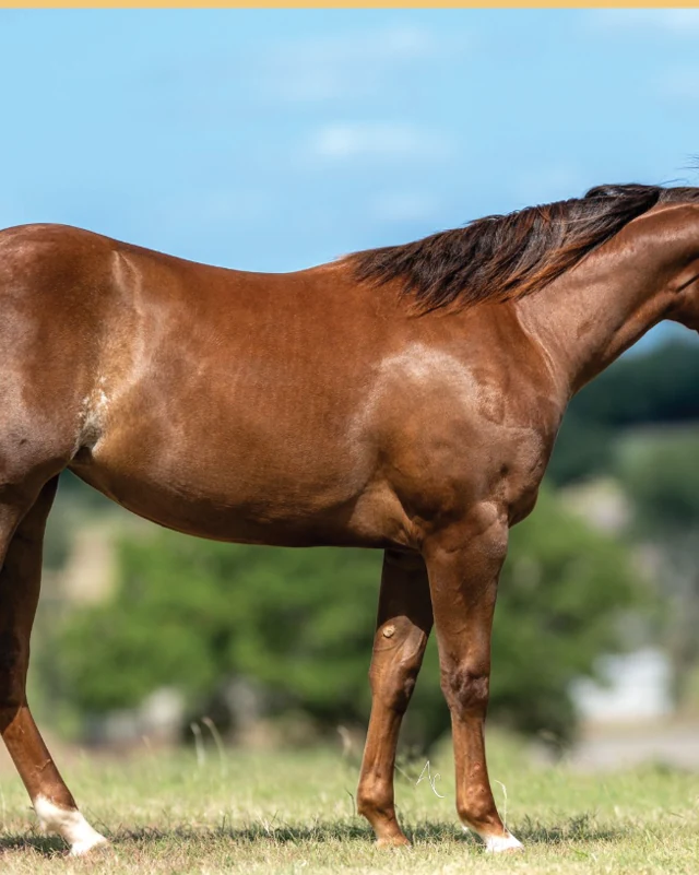 Hey Gurl Rey, a 2025 filly, standing for a sale photograph.