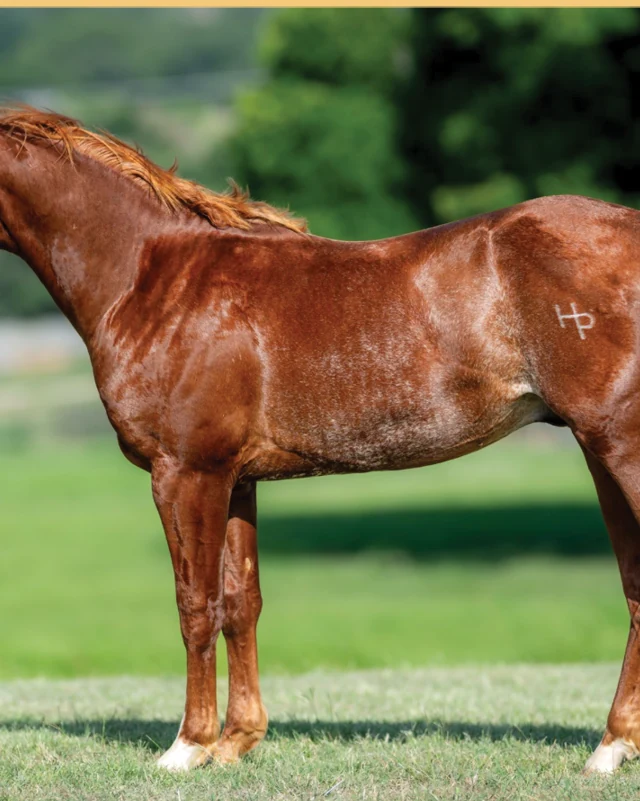 Iron Rey, a 2025 colt, standing for a sale photograph.