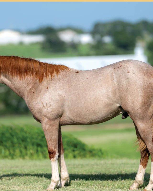 Le Chiffre, a 2025 colt, standing for a sale photograph.