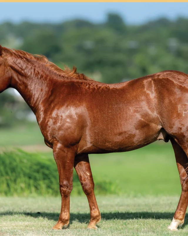 Lil Joe Metallic, a 2025 colt, standing for a sale photograph.