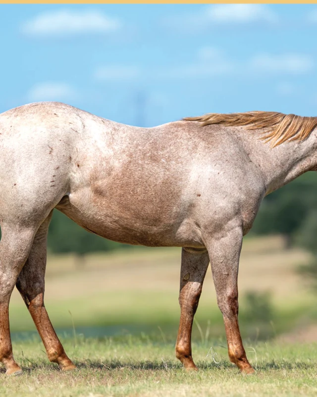 Rey Of Boonlight, a 2025 filly, standing for a sale photograph.