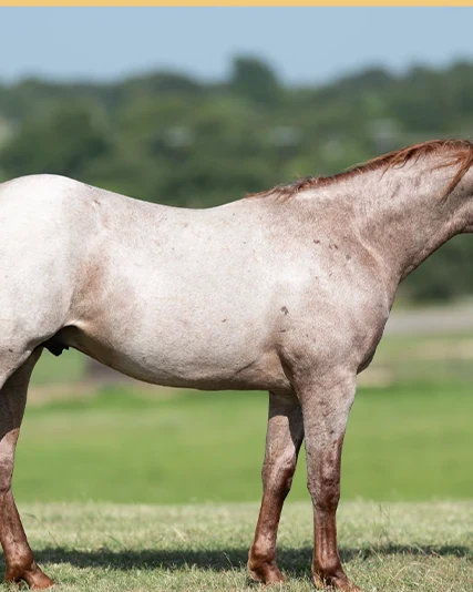 Senior Boonita, a 2025 colt, standing for a sale photograph.