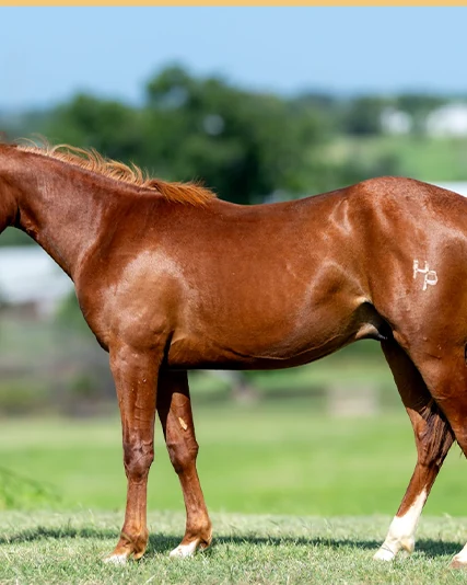 Stylin Echo, a 2025 colt, standing for a sale photograph.
