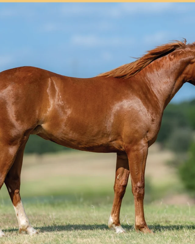 Stylin No Joke, a 2025 filly, standing for a sale photograph.