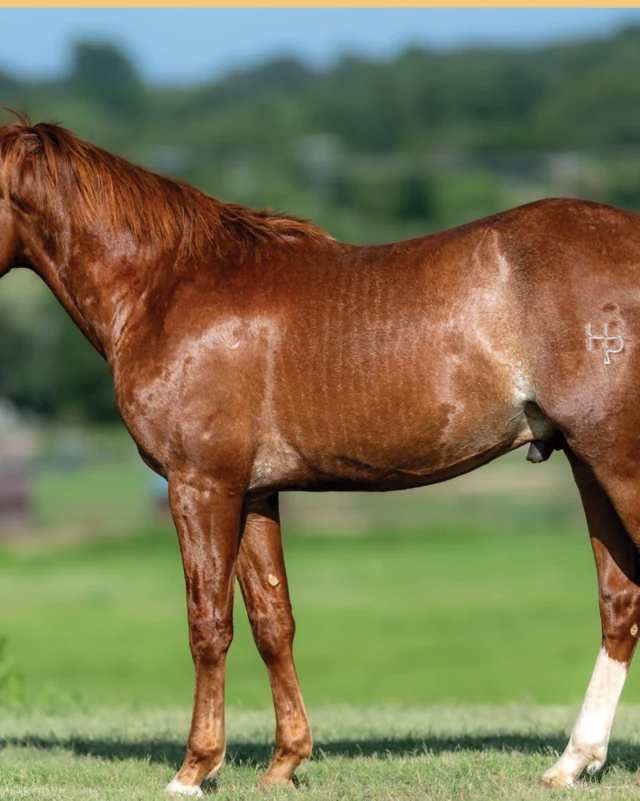 Suener Than Metallic, a 2025 colt, standing for a sale photograph.