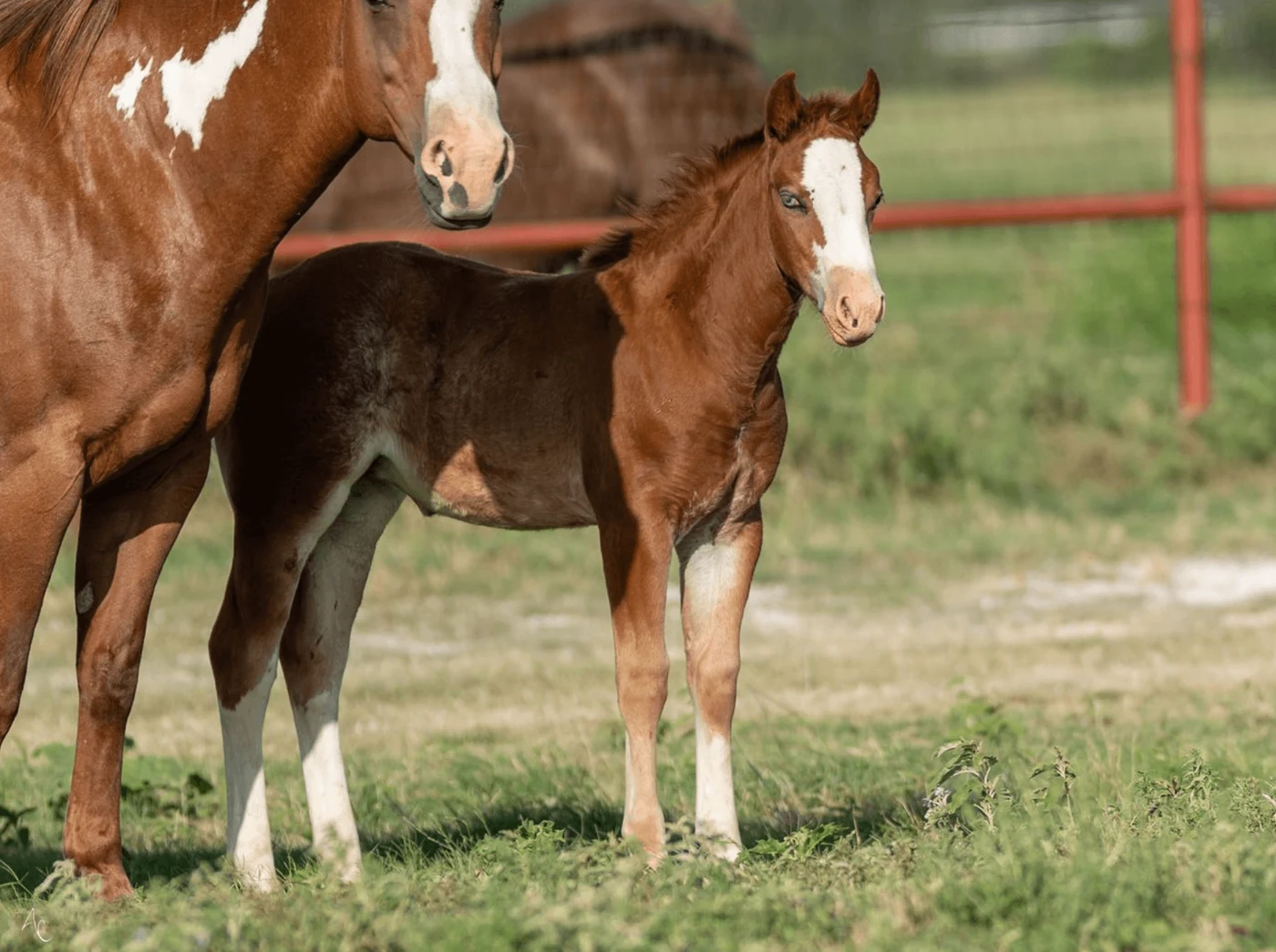 A mare and her foal in the pasture.