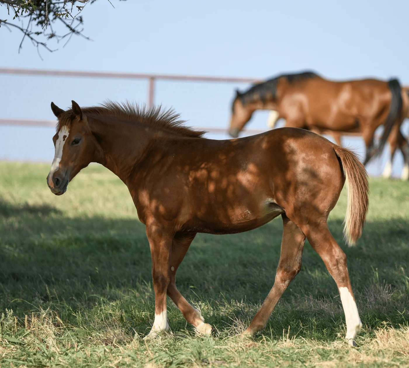A Home Place foal at a few weeks old.