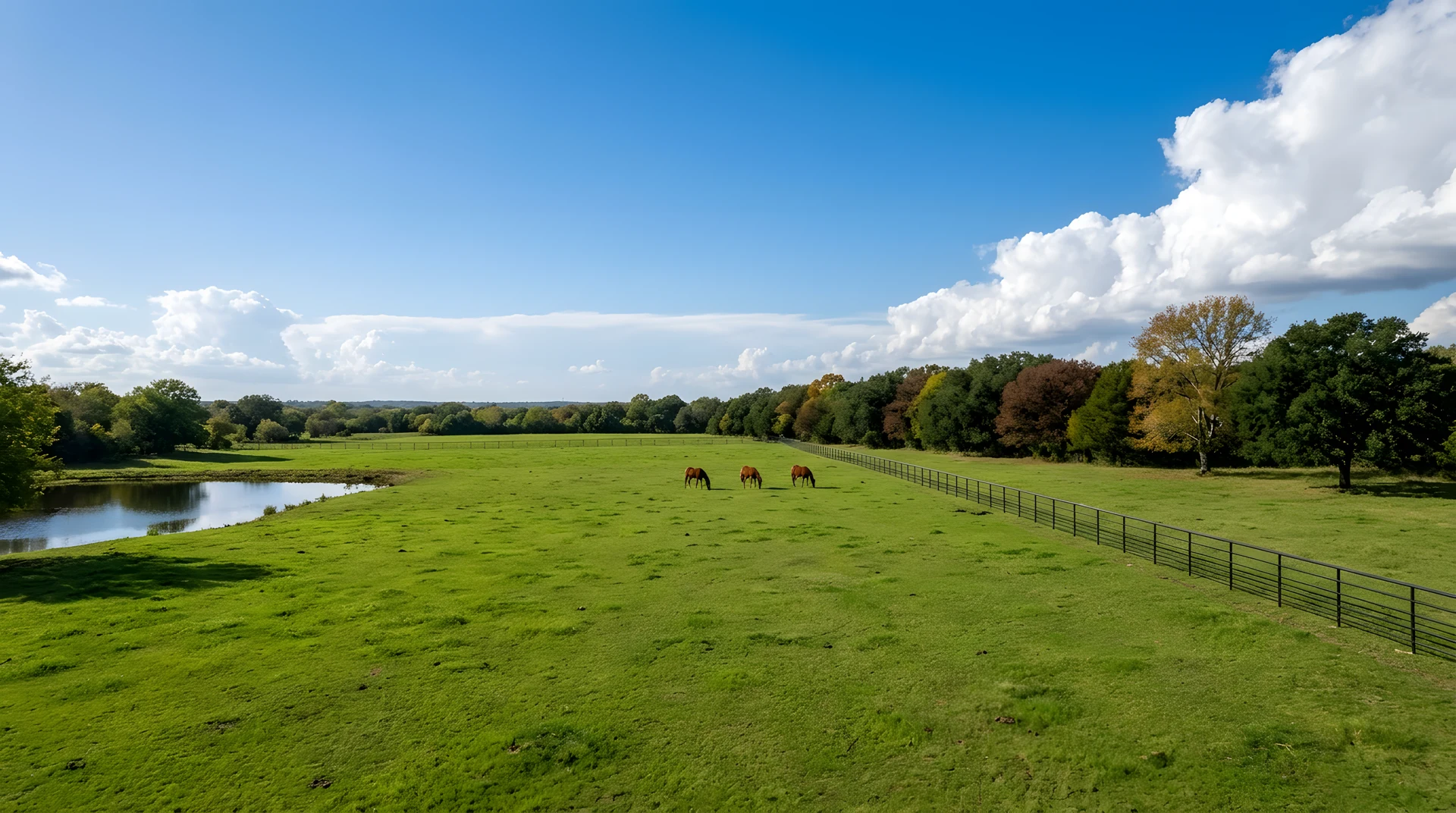 A wide green pasture at Home Place with yearlings standing in the distance.