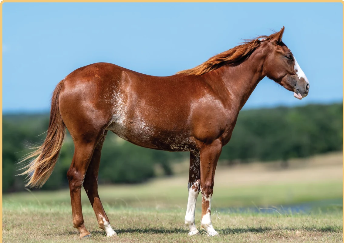 Bail Money, a 2025 filly, standing for a sale photograph.