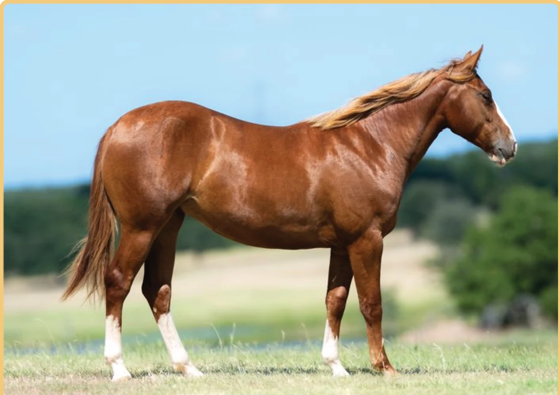 Boonin In Style, a 2025 filly, standing for a sale photograph.