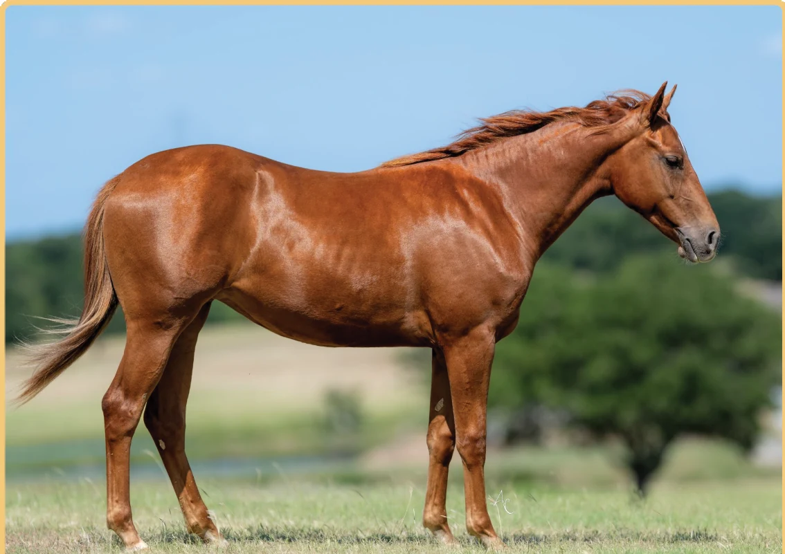 Casanovas Game, a 2025 filly, standing for a sale photograph.