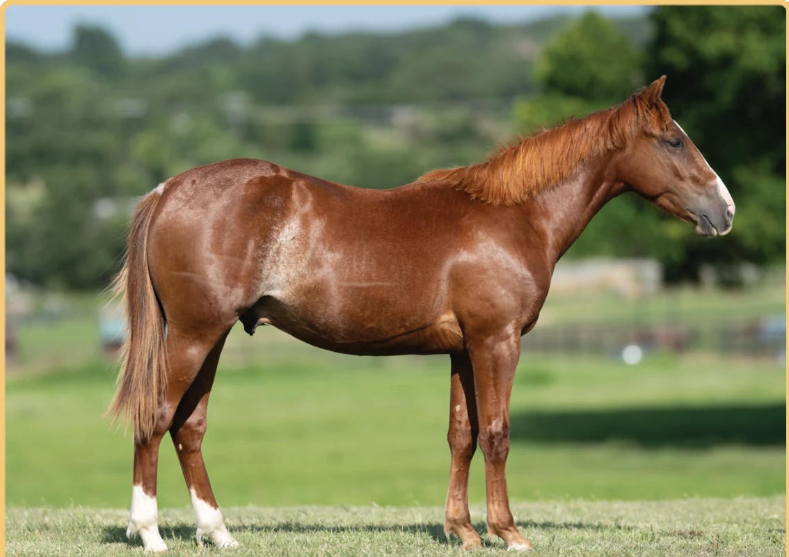 Cd Smooth Operator, a 2025 colt, standing for a sale photograph.