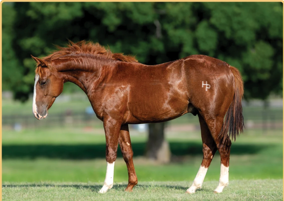 Cest Si Bon, a 2025 colt, standing for a sale photograph.