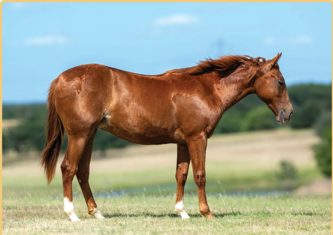 Dual Elegance, a 2025 filly, standing for a sale photograph.