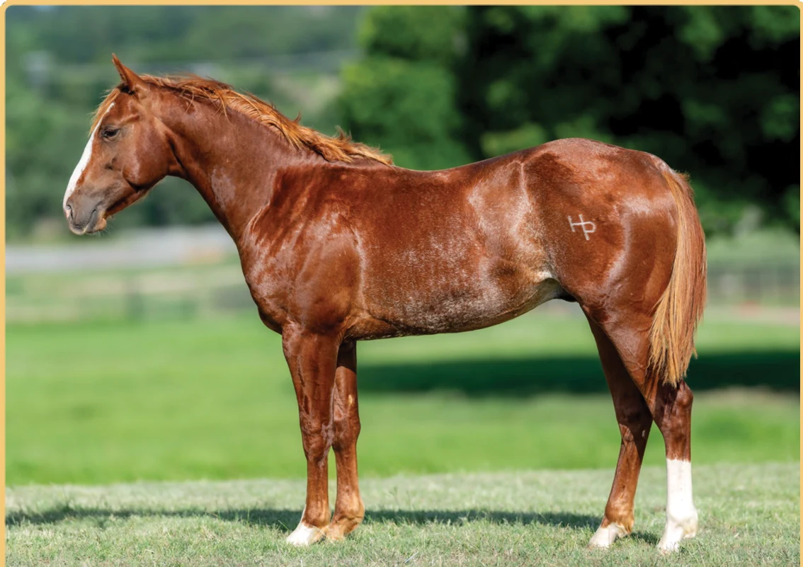 Iron Rey, a 2025 colt, standing for a sale photograph.