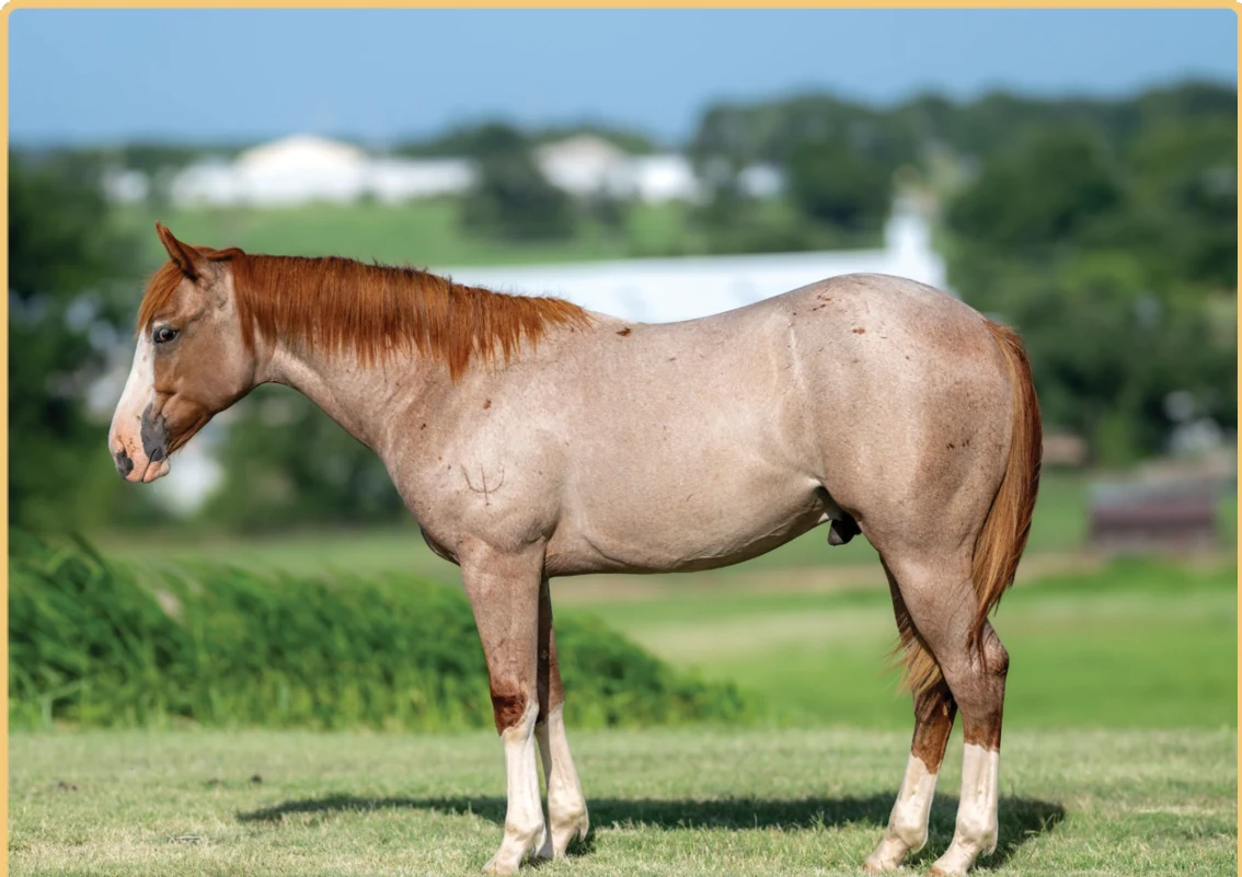Le Chiffre, a 2025 colt, standing for a sale photograph.