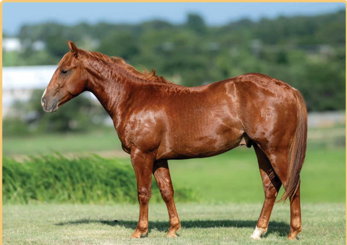 Lil Joe Metallic, a 2025 colt, standing for a sale photograph.