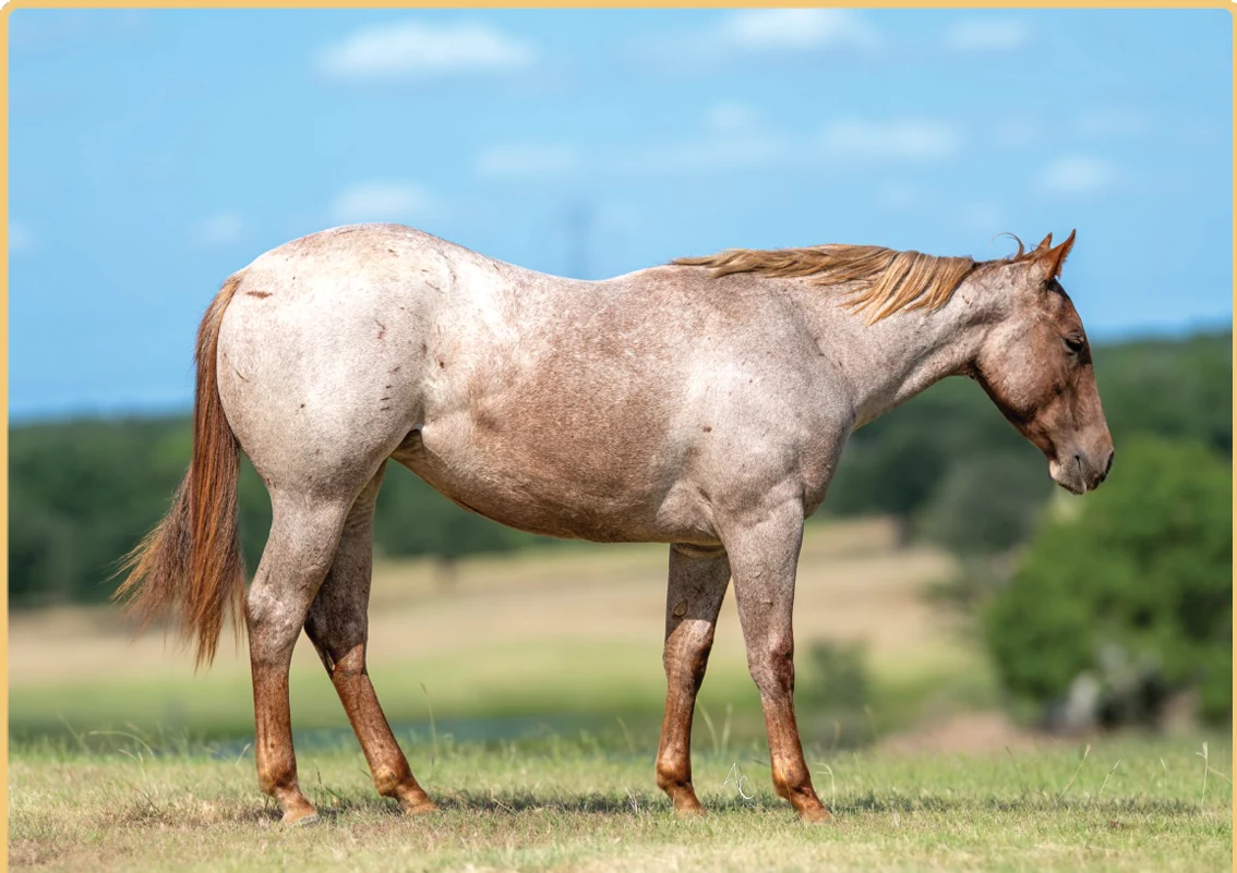 Rey Of Boonlight, a 2025 filly, standing for a sale photograph.