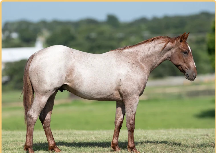 Senior Boonita, a 2025 colt, standing for a sale photograph.