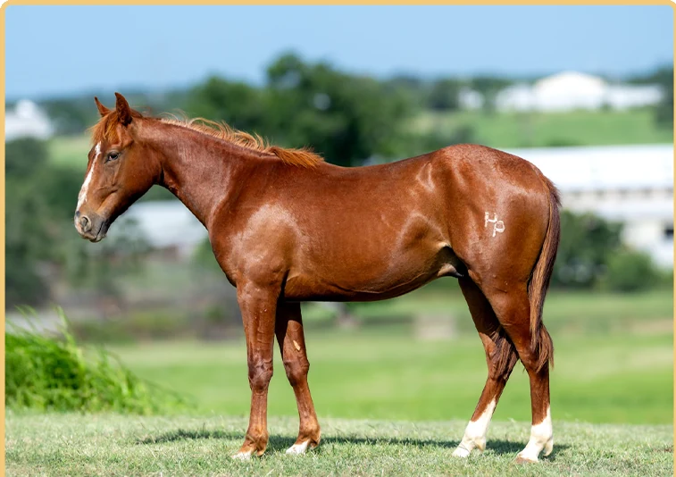 Stylin Echo, a 2025 colt, standing for a sale photograph.
