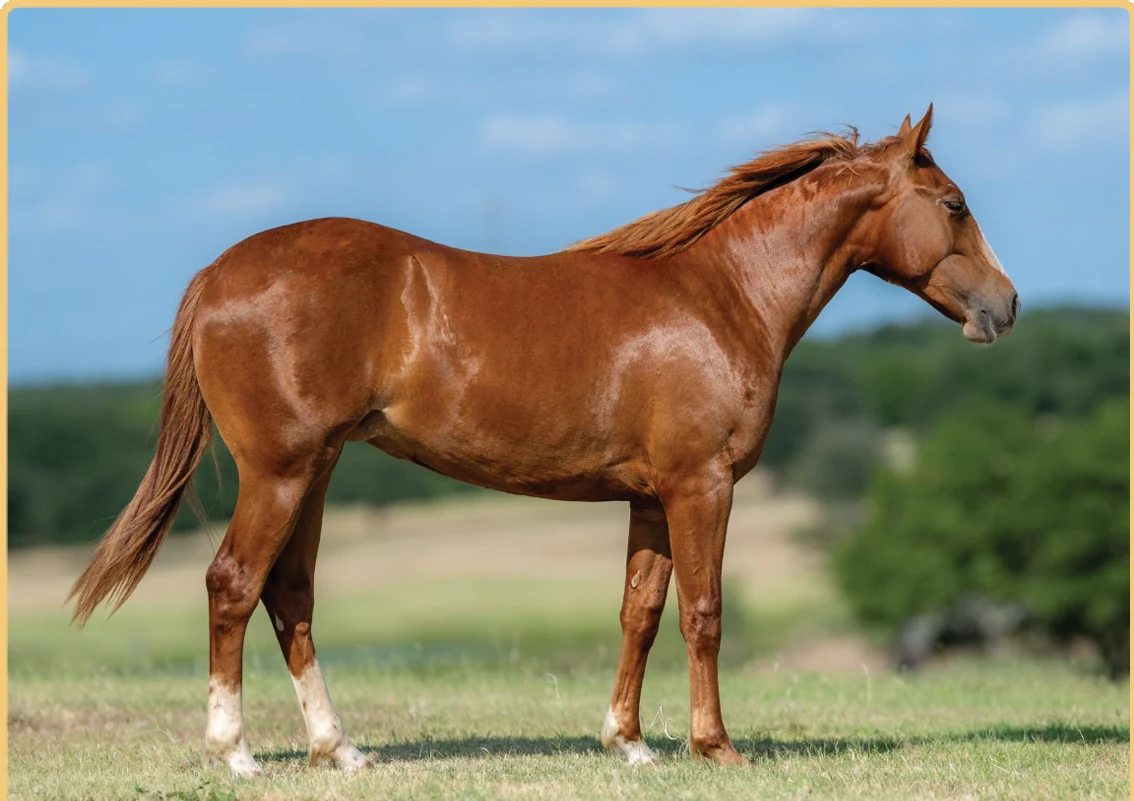 Stylin No Joke, a 2025 filly, standing for a sale photograph.