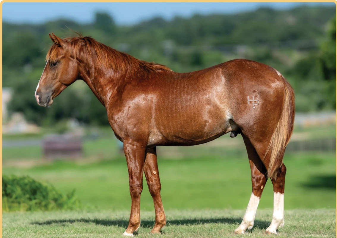 Suener Than Metallic, a 2025 colt, standing for a sale photograph.