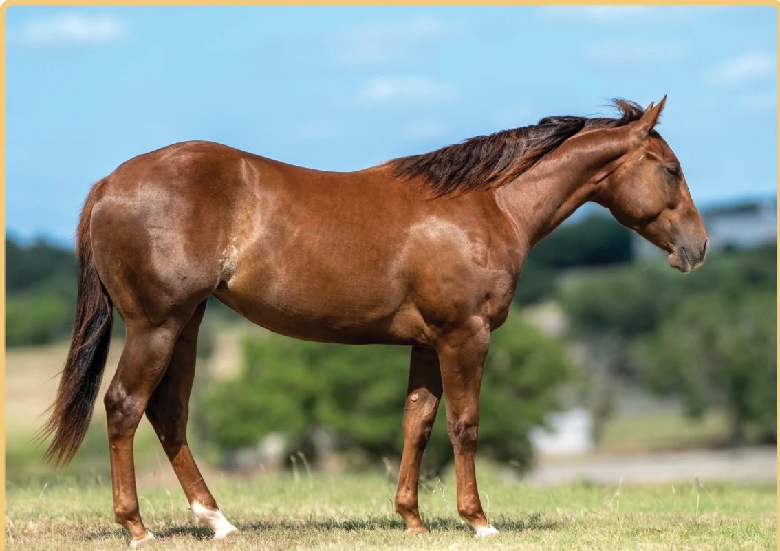 Hey Gurl Rey, a 2025 sorrel filly, standing square on grass.