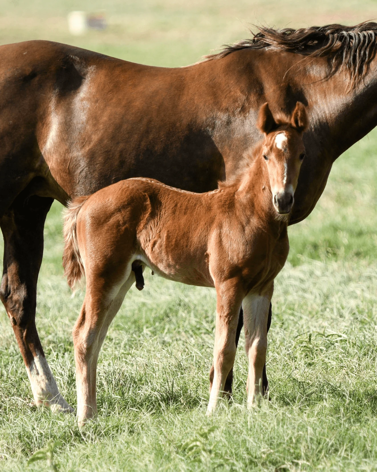 A sorrel Home Place foal with a white strip, standing beside its dam.
