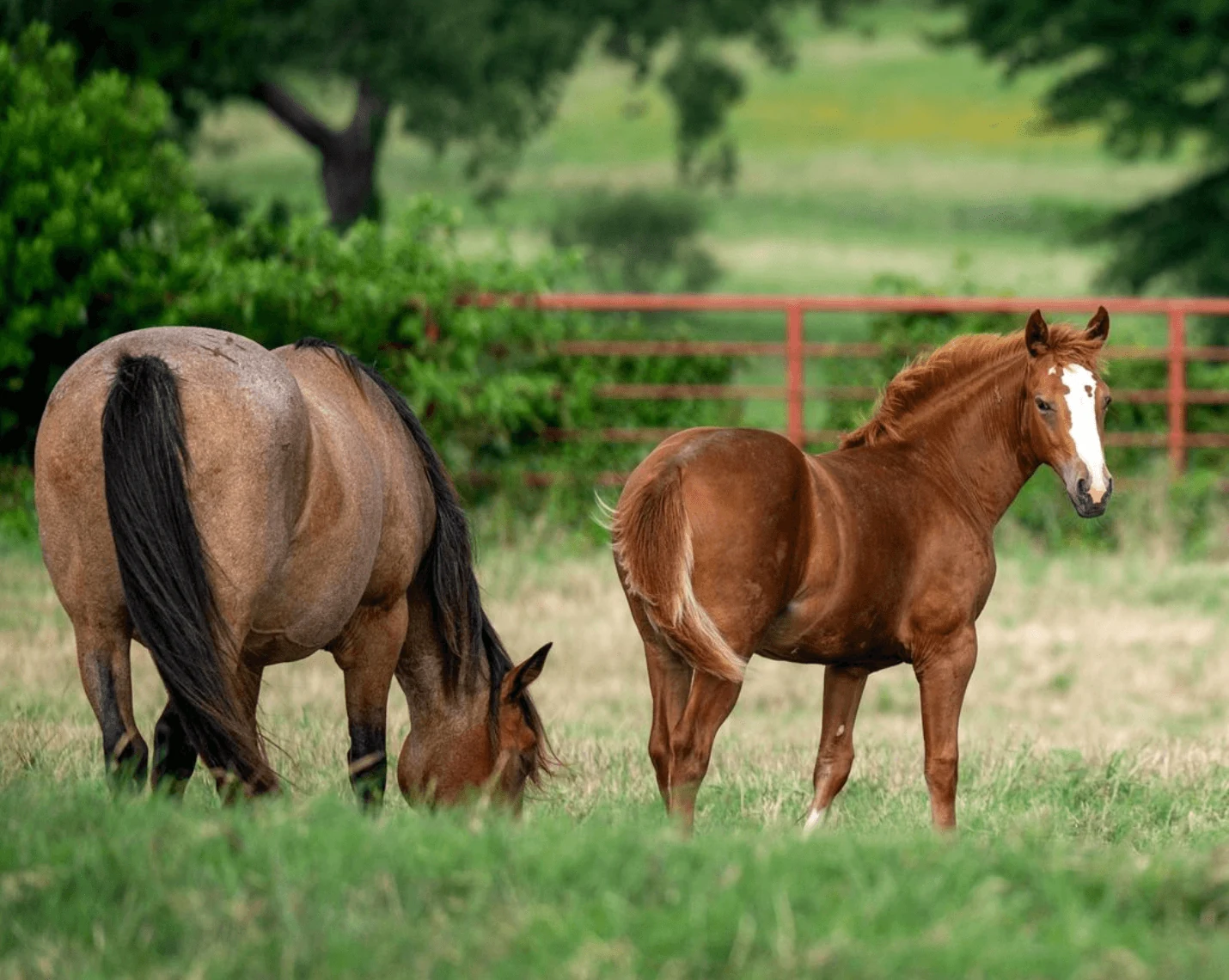 Home Place mares and a foal standing at a red gate.
