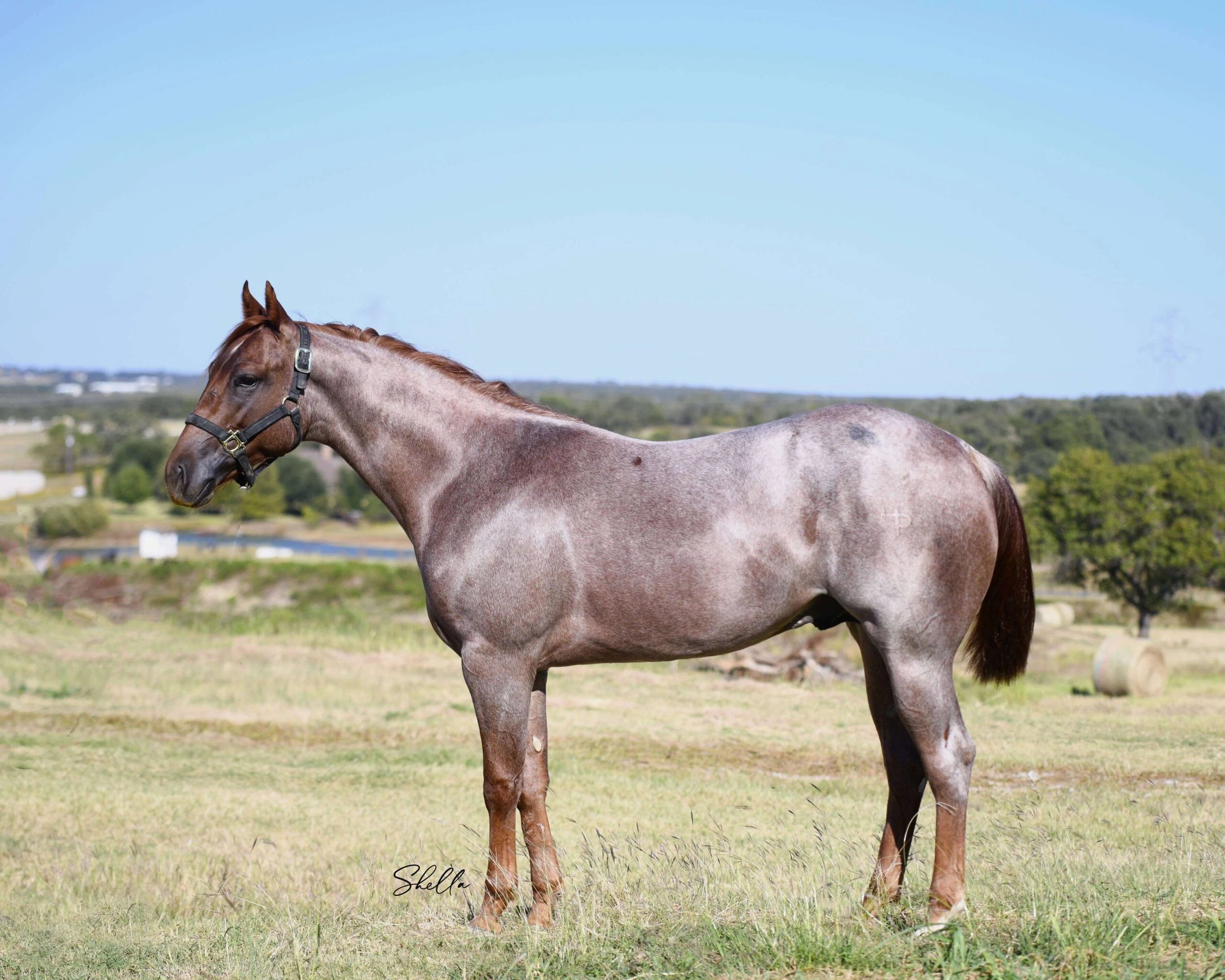 A red roan sale horse standing on a Home Place hill.